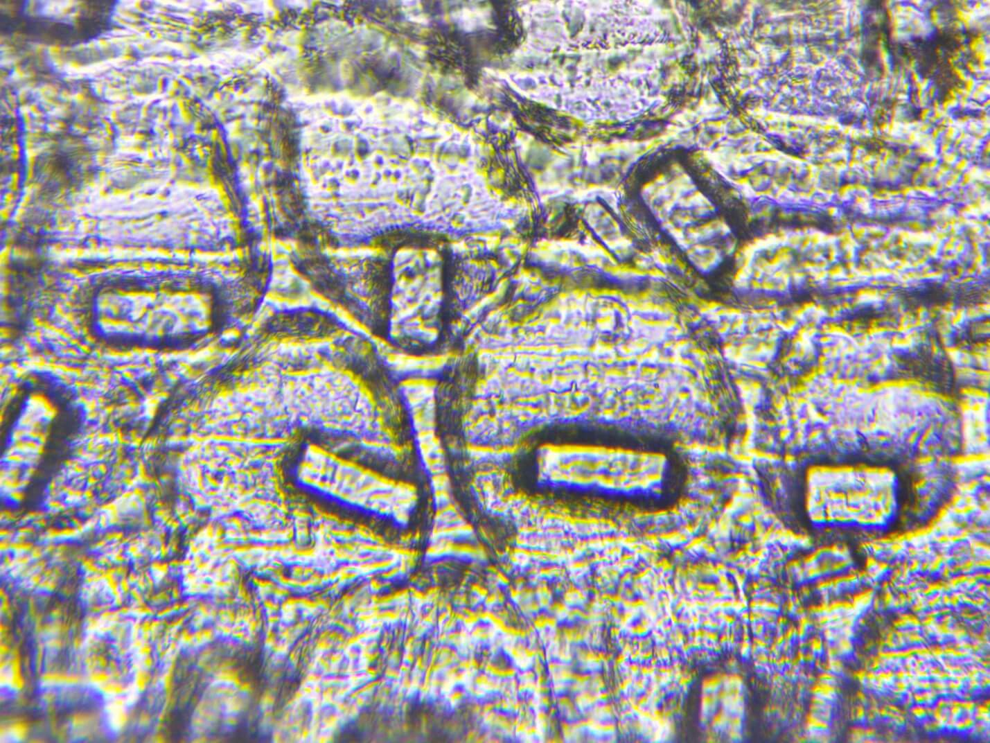 На фото оксалаты в кожице чеснока. Файл записан с помощью камеры Микромед Эврика 2.0 Mp с микроскопом Эврика 40х-1280х. Ахроматический объектив 40х/0.10.