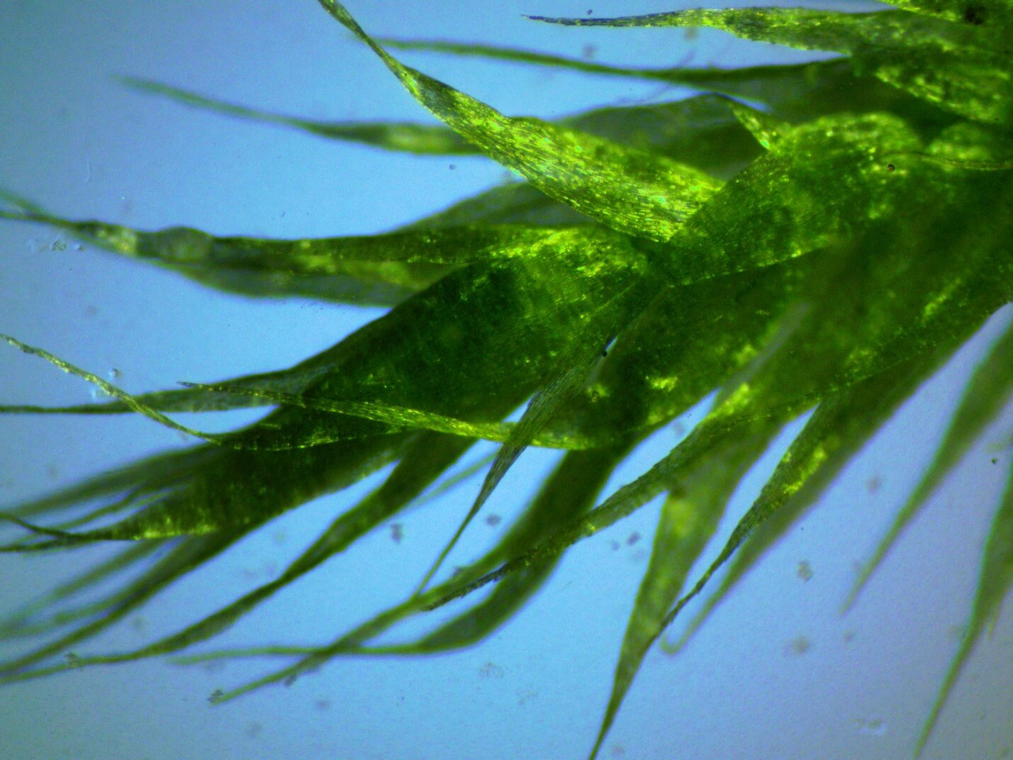 Обычный мох под микроскопом Микромед Атом 40x-800x с камерой ToupCam 0.92МР. Ахроматический объектив 4х/0.10.