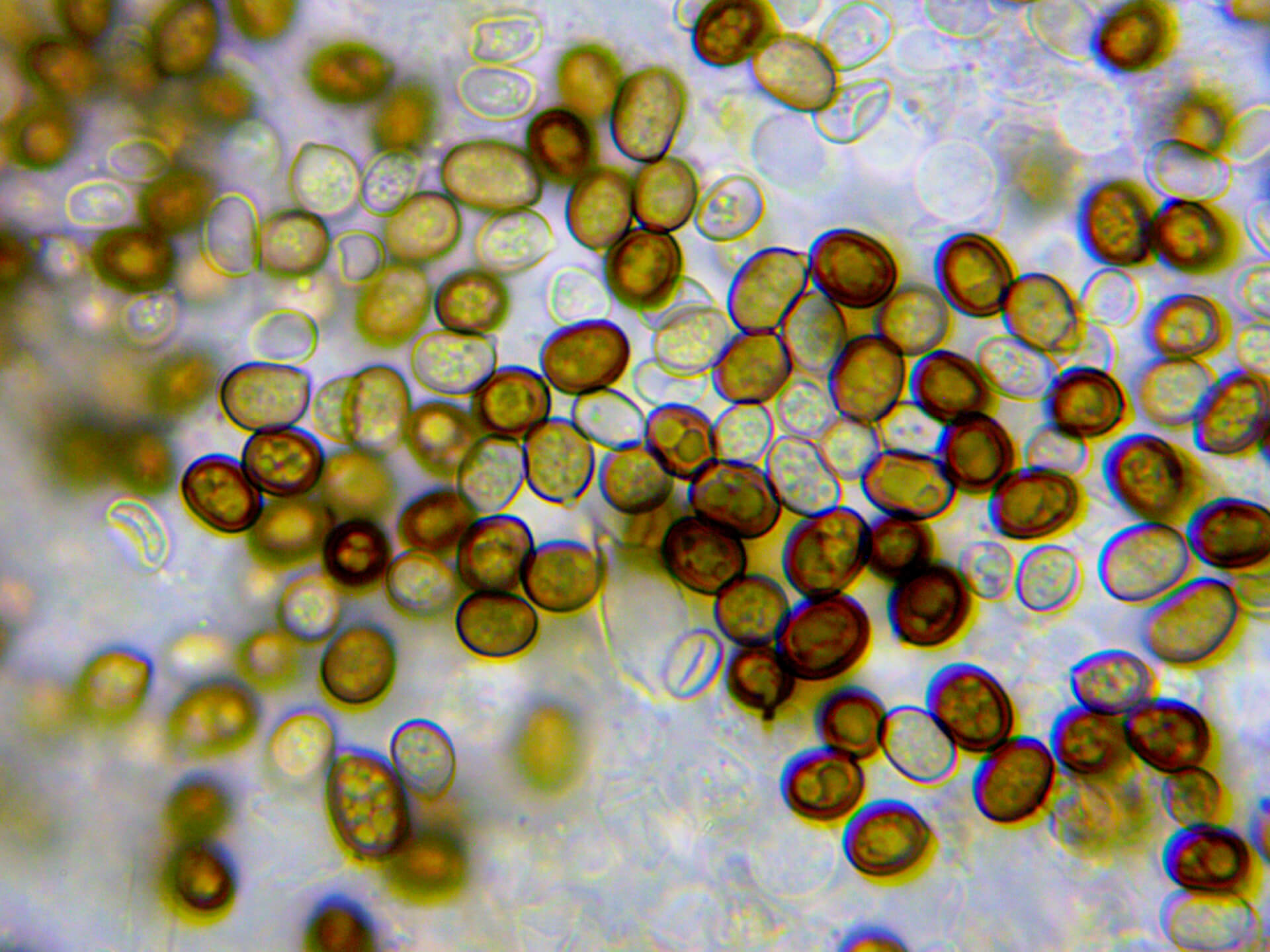 Многоклеточные споры шампиньона. Камера ToupCam SCMOS03100KPA. Микроскоп Микромед Р-1, ахромат 100х/1.25oil.