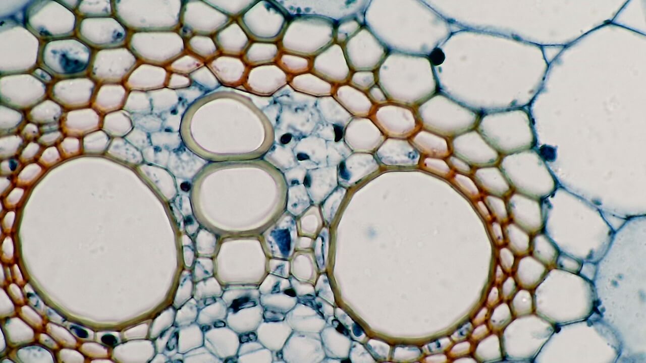 Поперечный срез стебля кукурузы.  Микромед Эврика 5.0 MP-AC, ахромат 40х/0.65, оптический адаптер 0.5х