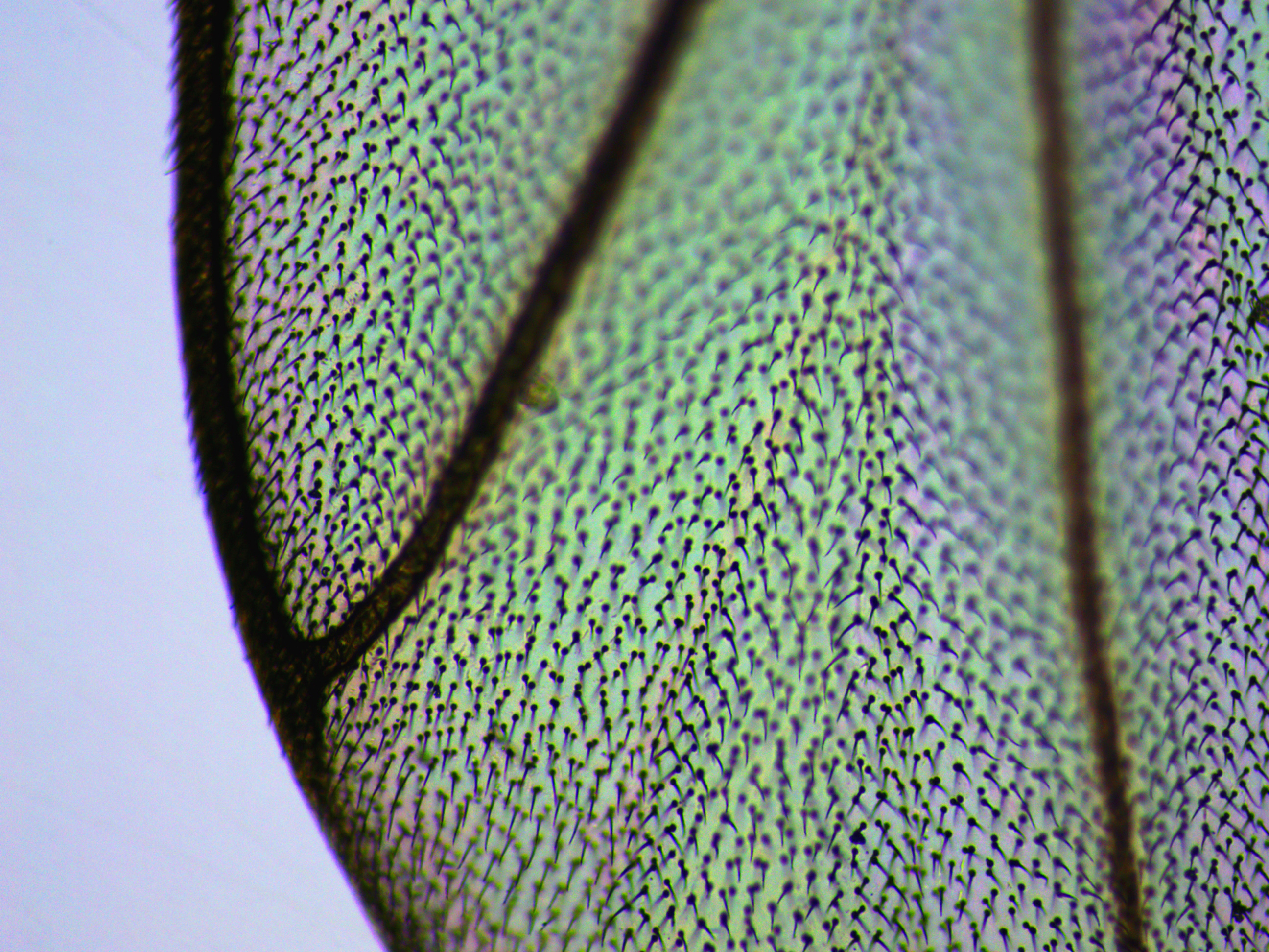 Крыло комара. Микромед С-1(LED) с объективом 10х и видеоокуляром ToupCam SCMOS05100KPA.