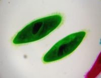 Камера CCD5 small.jpg
