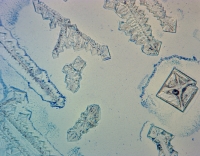 Salt crystal 1 small.jpg